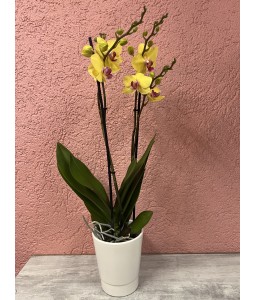 Orchidées phalaénopsis